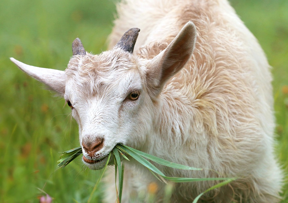 The Greedy Goat