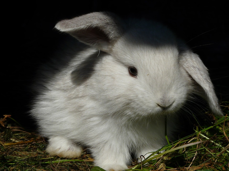 Floppy
