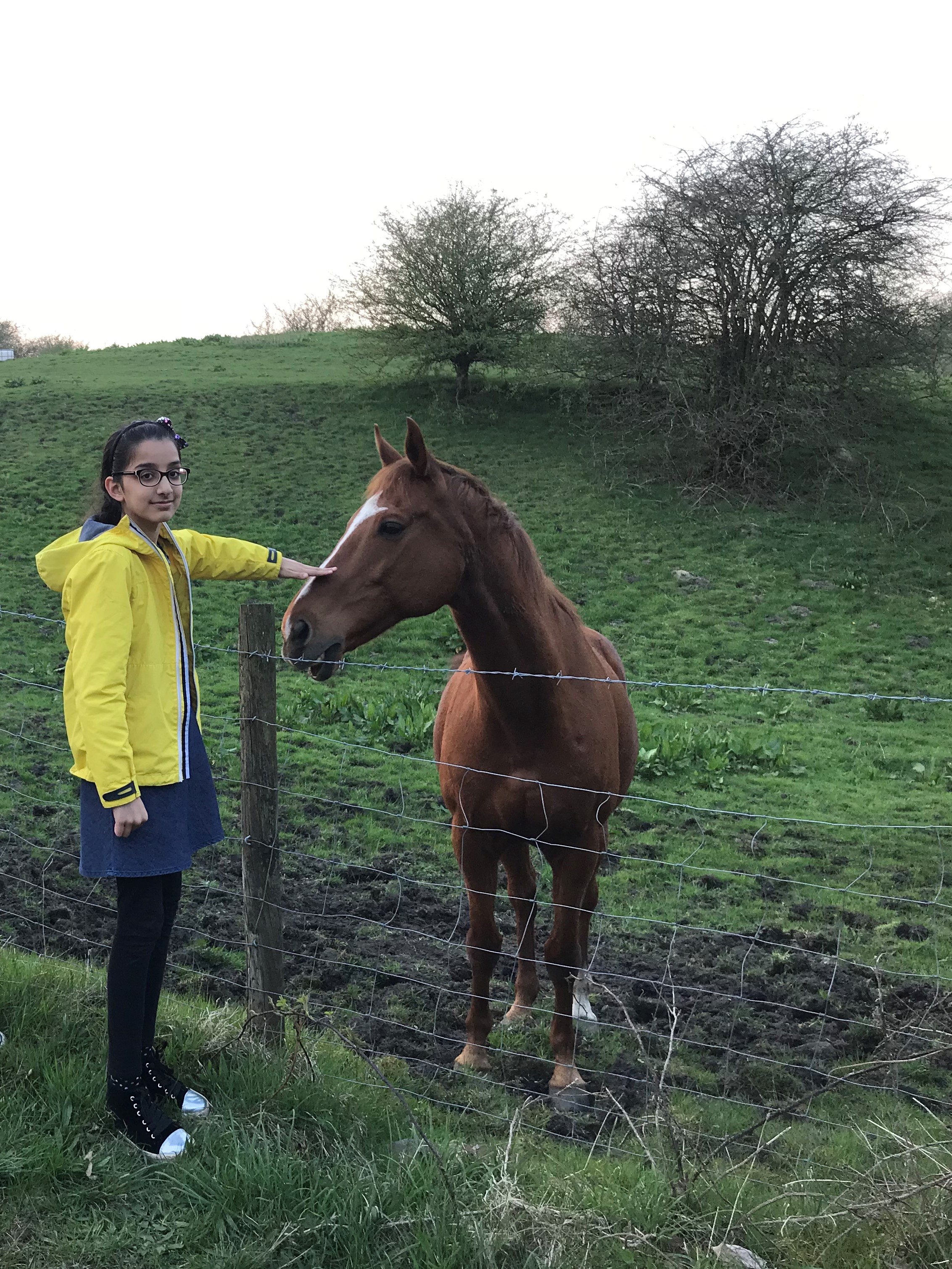 Horse!